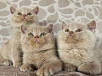 Fawn Renk British Shorthair Yavrularımız