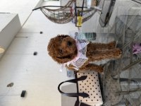 Orjinal Kore Kan Toy Poodle Dişi
