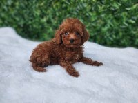 Ruhsatlı Köpek Çiftliğinden Toypoodle Yavrularımız