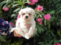 MALTESE TERRİER YAVRU