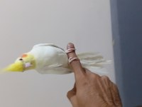 Harika lutino sultan papağanı