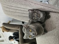 Orjinal blue point-british shorthair yavrular