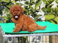 Red Brown toy poodle yavruları