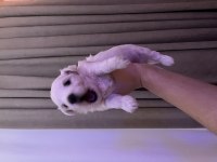 Maltese terrier köpeğimiz