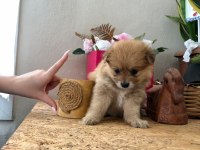 Minyatür morkie yavrular