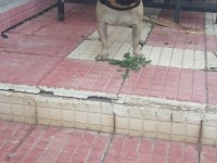 Pug mops ücretsiz