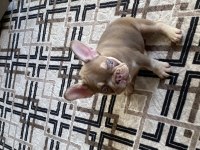 Nev shade rojo and tan french bulldog