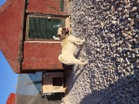 Acil 3 yaşında hamile a kalite dişi pug