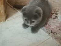 Scottish Fold kedilerim bir dişi bir erkek