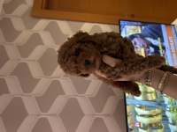 Ev doğumu toy poodle bebiş