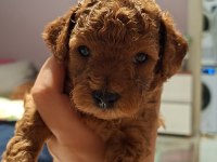 Anne yanından orjinal poodle yavru