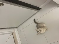 British shorthair