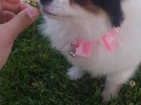 Çok tatlı köpeğimize acil yuva lütfen mesaj atın