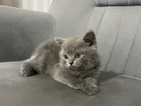 British Shorthair Dişi