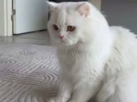 Ücretsiz sahiplendirme kediler