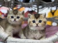 Golden British Shorthair güzellikleri