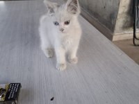 3 aylık yavru kedimiz