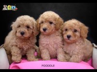 TOY POODLE BEBEKLERİMİZ AİLELERİNİ BEKLİYOR