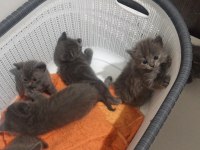 Anne Ve Baba Russian Blue