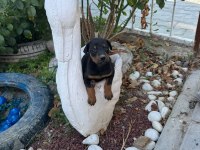 Minik minik Doberman yavrular