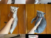 Silver tabby british shorthair