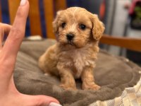 MİNİK MALTİPOO YAVRULARIM