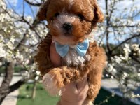 Maltipoo yavrularım
