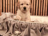 GOLDEN RETRİEVER KÖPEĞİMİZ