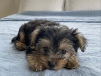Yorkshire terrier teacup
