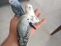 Ele alışık yavru bebekler kuşlar