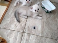 Kediler rezerve hazır scottish fold