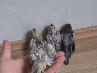Bebek Yavru Sultan Papağanları