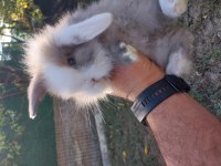 Orjinal Hollanda Lop Tavşanlarımız