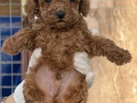 Toypoodle sevimli yavrular ruhsatlı çiftlik 