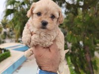 Maltipoo bebekler