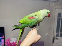 Jumbo boy bilezikli erkek yavru eğitmelik alexander
