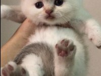 Muhteşem Safkan British Longhair ve British shorthair yavru