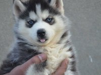 HUSKY SİBİRYA YAVRULARI