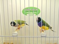 Gouldian finch (gökkuşağı ispinozu)