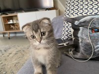 Scottish fold erkek yavru kedimiz