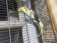 Yavru Sultan Papağanı Erkek