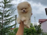 Pomeranian bo teddy yavrularımız