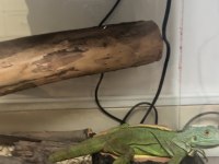 Sertifikalı çipli yeşil iguana