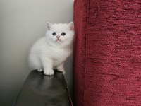 MUHTEŞEM BRİTİSH GÜZELLİKLER