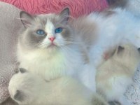 Anne Altından Safkan Ragdoll Yavru kediler