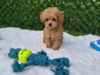 Aşılı Pasaportlu Mikroçipli Maltipoo Yavrularımız