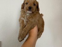 Maltipoo köpek