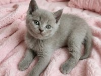 British Shorthair Fawn Nadir Renk A+ Kalite
