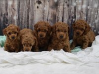 VETERİNER KLİNİĞİNDE TESLİM MALTİPOO BEBEKLER