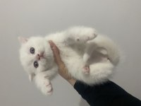 British shorthair evlatlar rezerveye açık